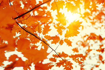 Autumn leaves on sun