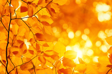 Naklejka na ściany i meble Autumn leaves on sun