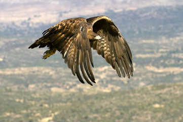 Aquila chrysaetos. Golden eagle