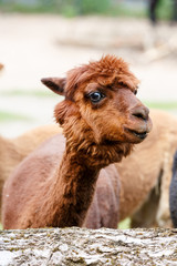 Portrait eines dunkelbraunem Alpaka