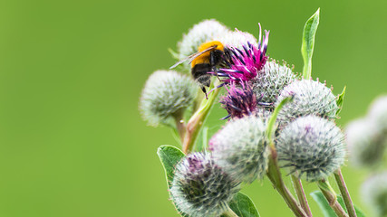 Obraz premium Pollination concept: close-up of a bumblebee on purple Great Globe Thistle flower with blurred green background