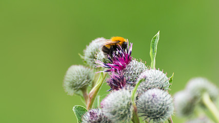 Pollination concept: close-up of a bumblebee on purple Great Globe Thistle flower with blurred green background