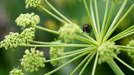 Curiosity concept: black fly sitting on a meadow plant and looking into the camera, blurred background