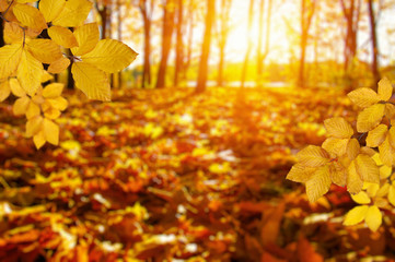  Autumn leaves on the sun