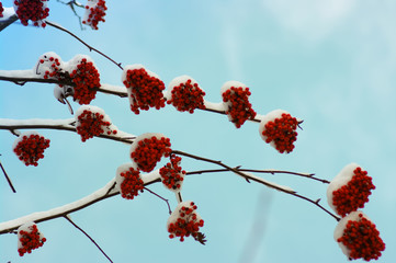  rowan covered with the snow