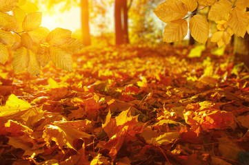  Autumn leaves on the sun