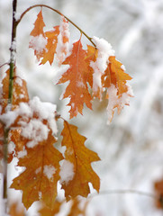 Fototapeta na wymiar Yellow leaves in snow.