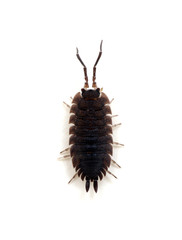 Woodlouse isolated on white