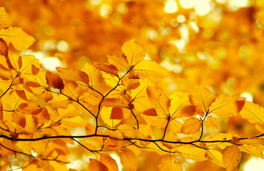  Autumn leaves on  nature