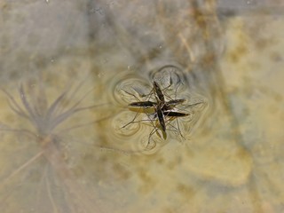 Fünf Wasserläufer beim gemeinsamen Verspeisen einer Fliege auf dem Wasser