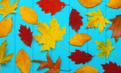  autumn leaves on blue background