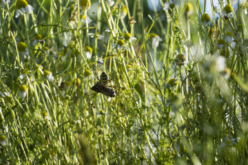 Spider crossed striped female and caught moth in spider web.