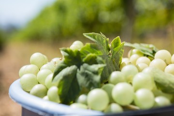 Harvested grapes in container at vineyard