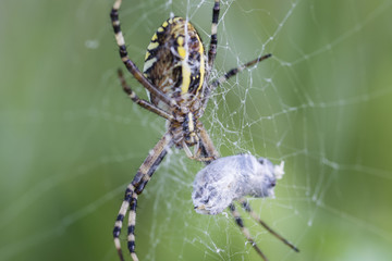 Spider crossed striped female and caught insects in web.