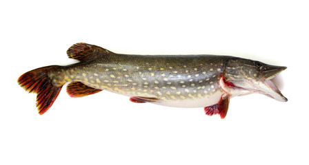  Pike isolated on white