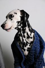Dog Dalmatian in a blue jacket on a white background. Funny portrait with free space for text