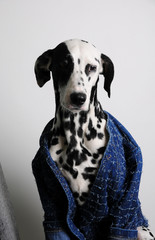 Dog Dalmatian in a blue jacket on a white background. Funny portrait with free space for text