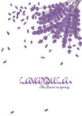 The flower in the spring.