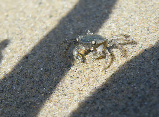 Little Sand Crab
