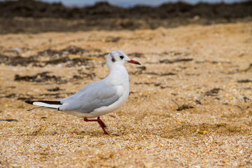 Seagull on sand beach