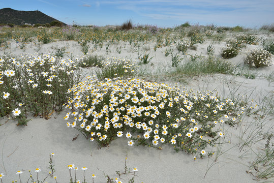 Strandblumen, Strandnelken