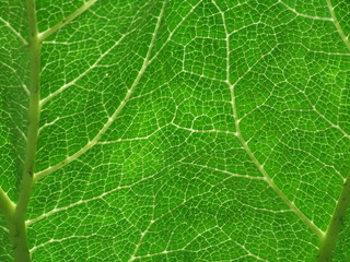Veins of a Leaf