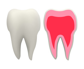 Realistic 3D tooth with section side view, vector illustration