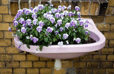 Urban Gardening Garden Flower Viola Wash Bowl Sink Street Art Bio Organic Love Wall Wallpaper Plastering Ground Background Rough Brick Mason Layer Violet Pink Beige Green Nature