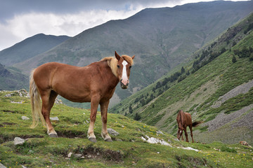 Fototapeta na wymiar Grasendes Pferd im Gebirge