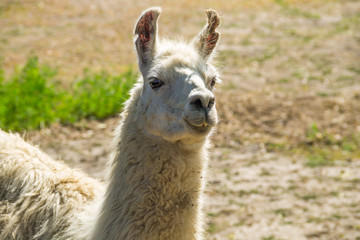 Obraz premium Portrait of a white lama