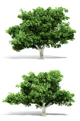 3d tree render on white background
