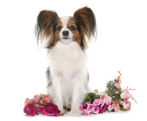 papillon dog in studio