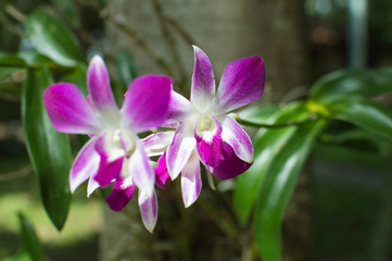 ロイヤルオーキッド　欄