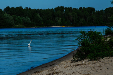 Great egret (ardea alba) on river