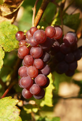 autumn violet grapes on the bush