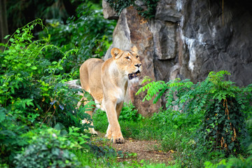 Fototapeta na wymiar Lioness (Panthera leo) walking though grass while hunting for food