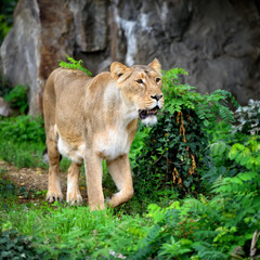 Fototapeta na wymiar Lioness (Panthera leo) standing in green grass, looks out for prey