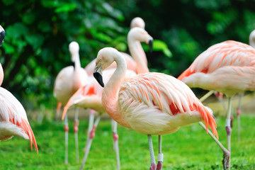 Pink flamingos (Phoenicopterus roseus) against green background