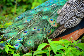 Obraz premium Colorful peacock feathers. Peacock Detail