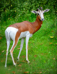 Springbok antelope (Antidorcas marsupialis)