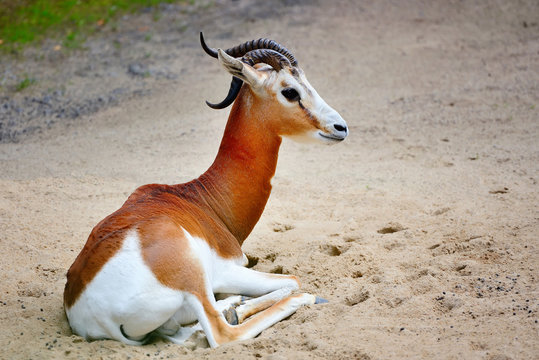 Springbok antelope (Antidorcas marsupialis)