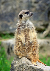 Meerkat family member (Suricata suricatta) on guard