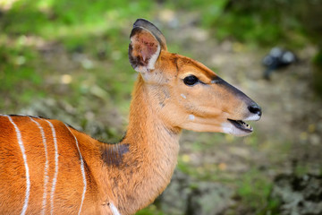 Lowland Nyala (Tragelaphus angasii) portrait of a cute famale