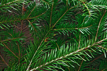 Christmas tree branches background