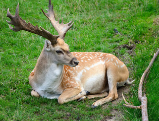 Naklejka na ściany i meble Male adult Sika Deer resting on the grass