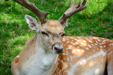 Male adult Sika Deer resting on the grass