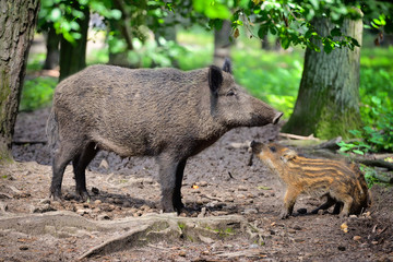 Naklejka na ściany i meble Wild boar family, mother with little striped piglet walking in the forest