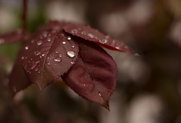 Primer plano de unas hojas de rosal en tonos marrones con gotas de lluvia 