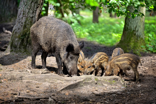 Wild boar family with striped piglets in the forest © nmelnychuk