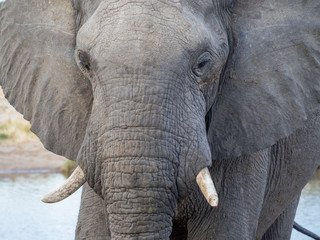 Fototapeta premium Closeup of African elephant at water hole in Botswana, Africa